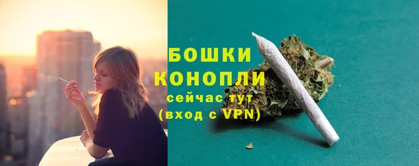 индика Каменногорск