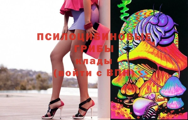 индика Каменногорск