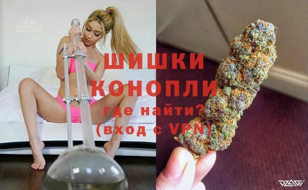 индика Каменногорск